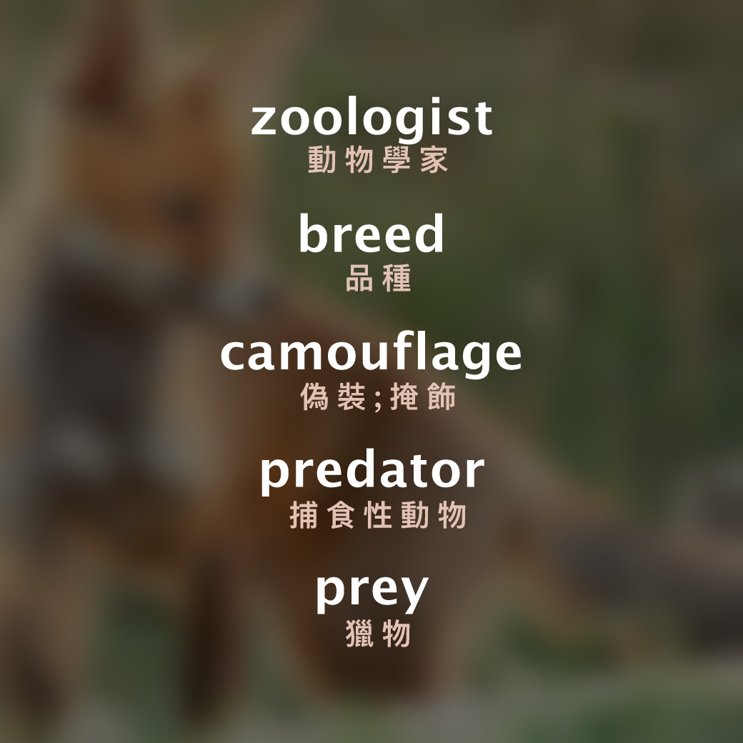 World Animal Day