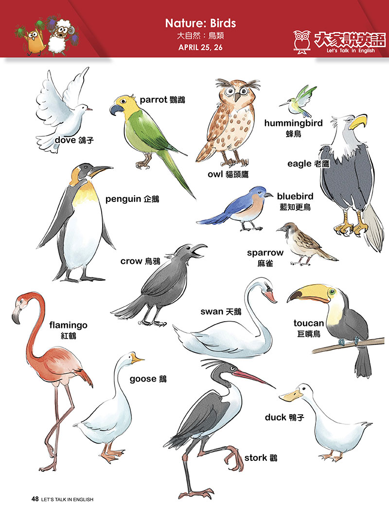 【Visual English】Nature: Birds