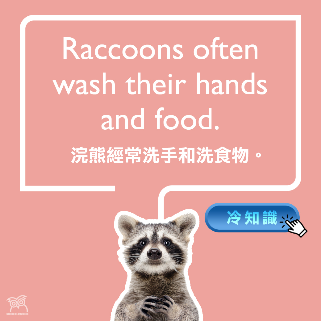 Raccoons often wash their hands and food. 