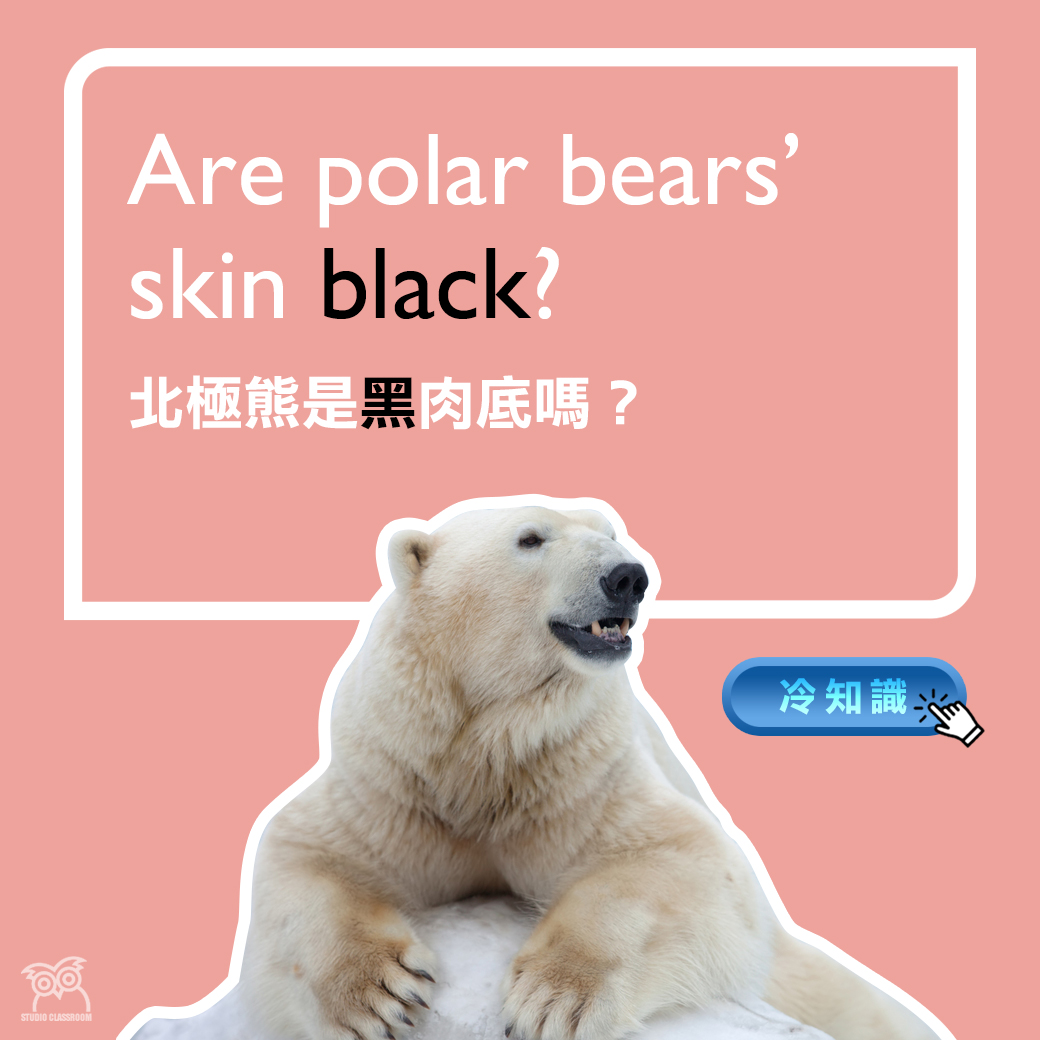 Are polar bears' skin black?