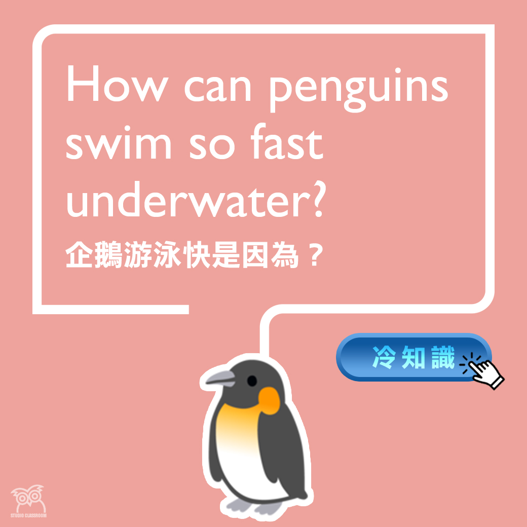 How can penguins swim so fast underwater?