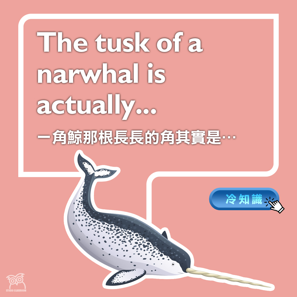 The tusk of a narwhal is actually...