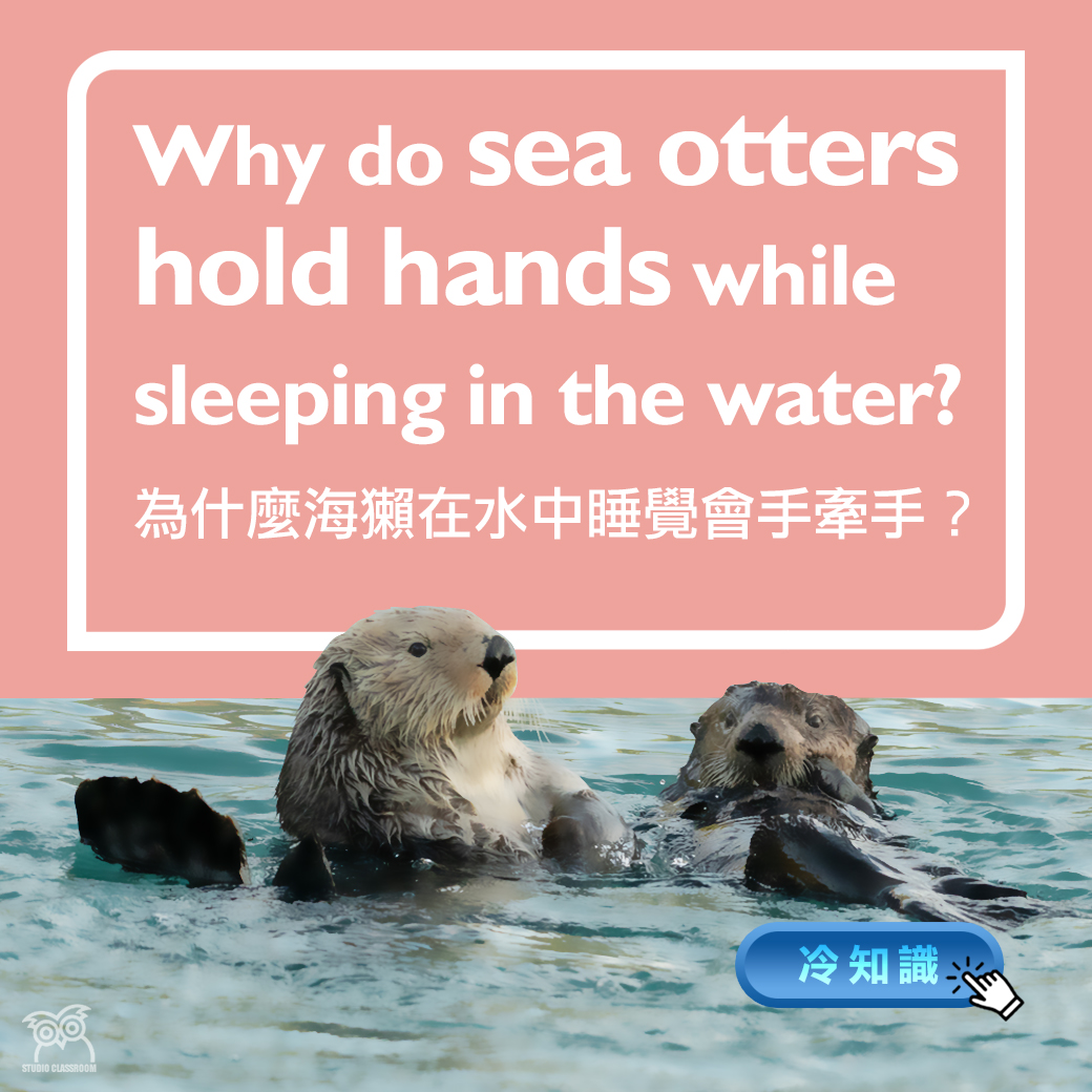Why do sea otters hold hands while sleeping in the water?