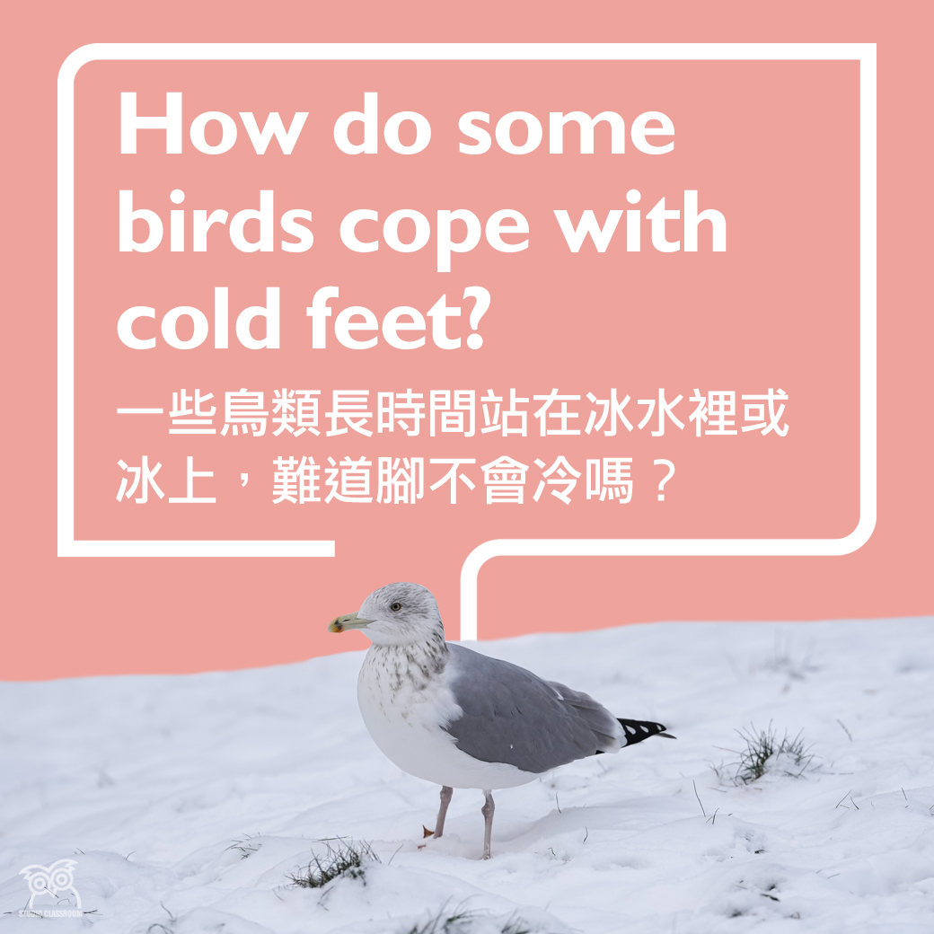 How do some birds cope with cold feet?