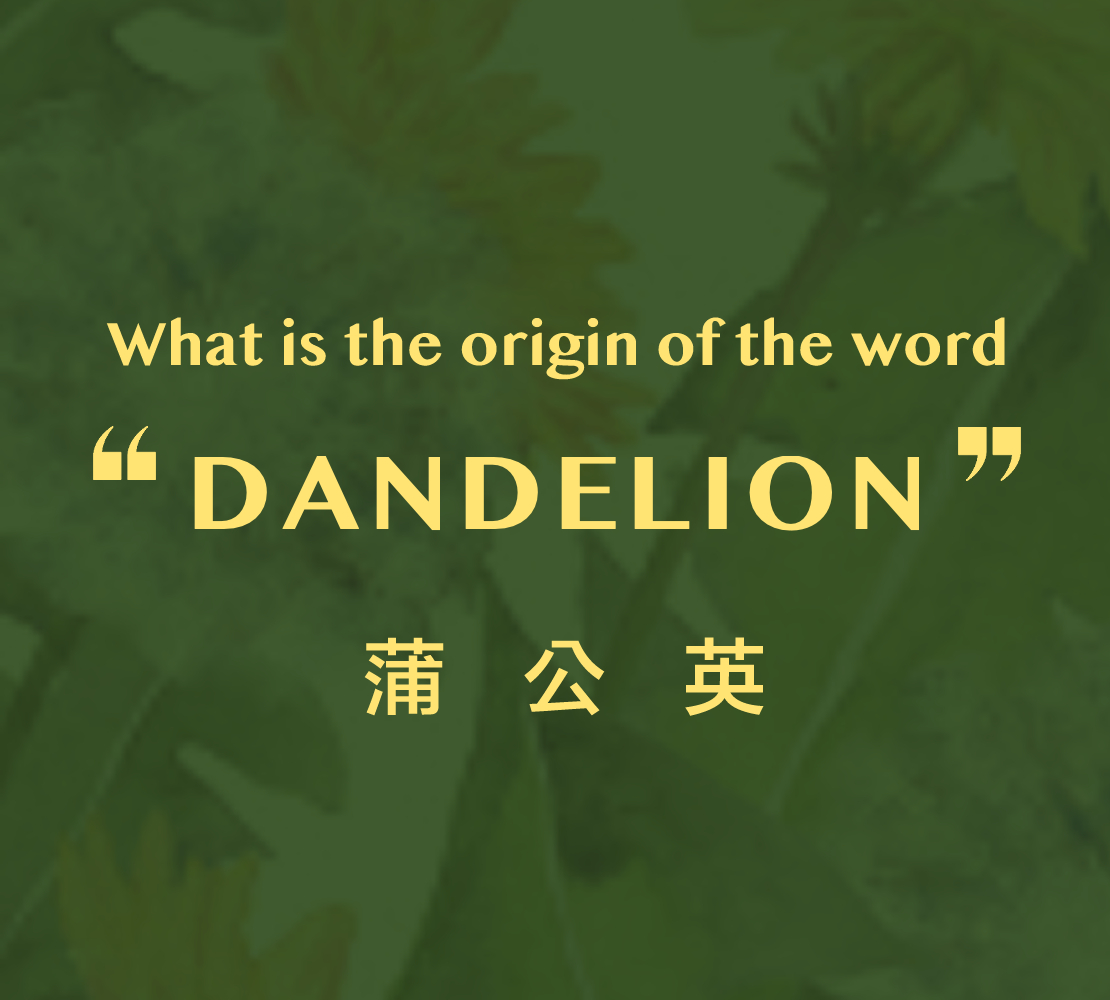 DANDELION