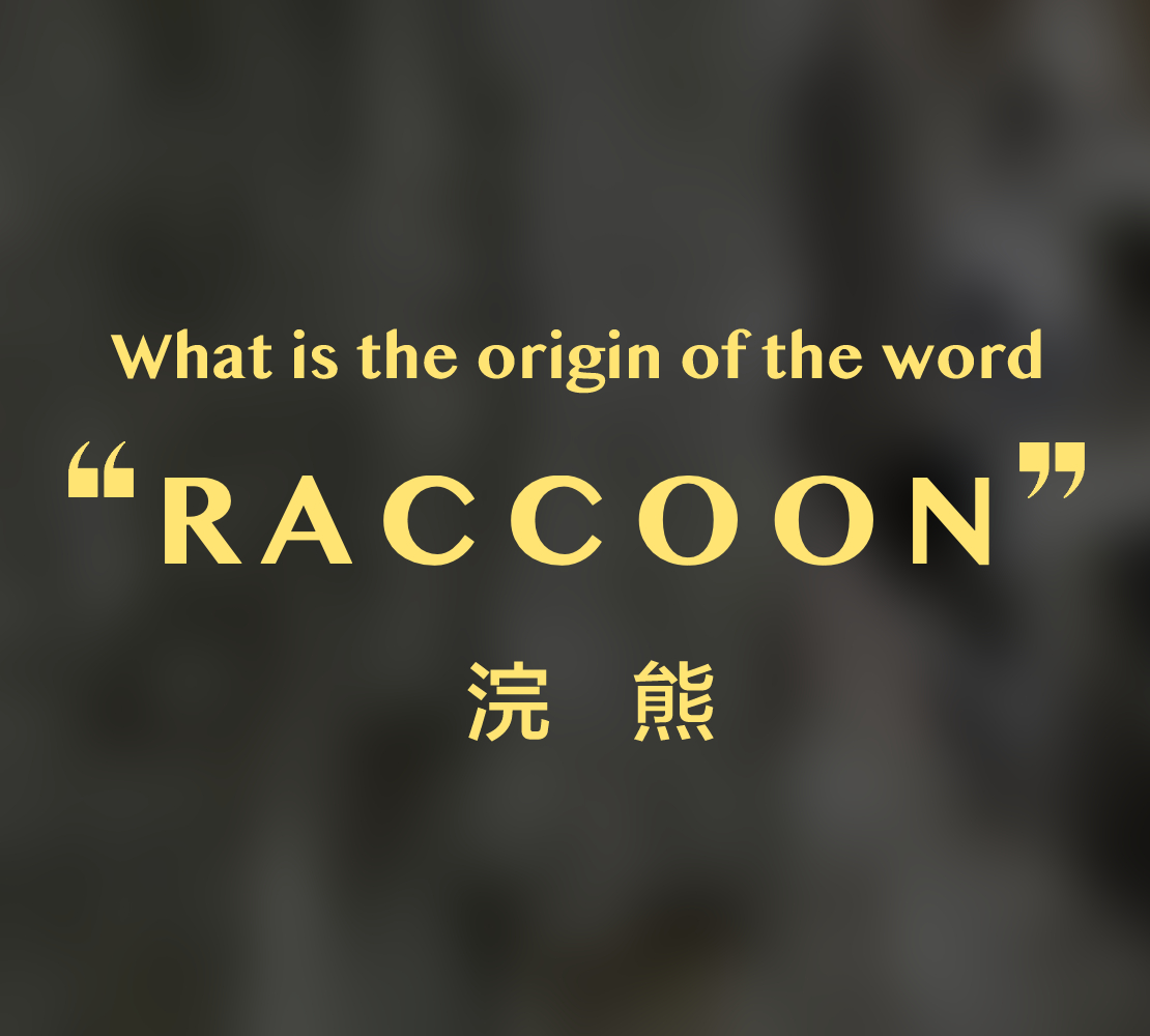 RACCOON