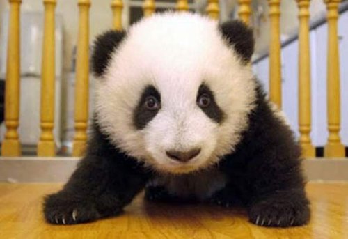 Giant panda cubs are expected to eat solids at four ...