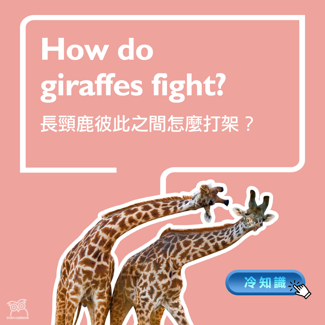 How do giraffes fight?