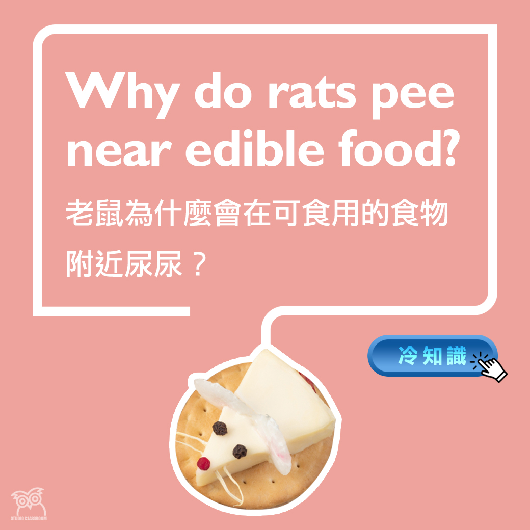 Why do rats pee near edible food?