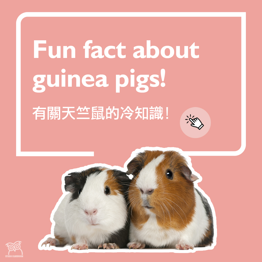 Fun fact about guinea pigs!